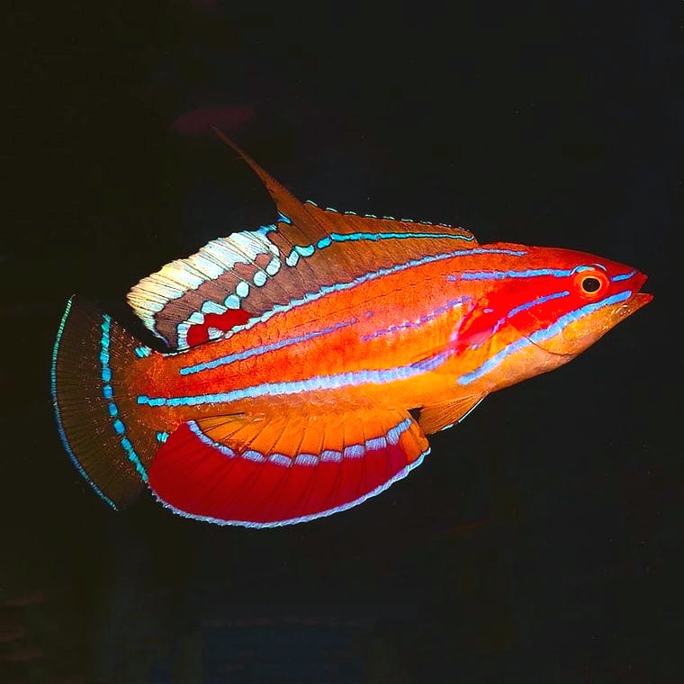 McCosker’s Flasher Wrasse