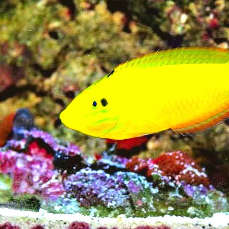 Yellow Coris Wrasse