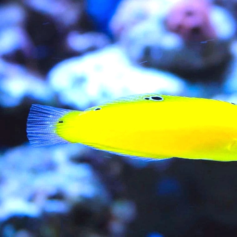 Yellow Coris Wrasse (*Halichoeres chrysus*)