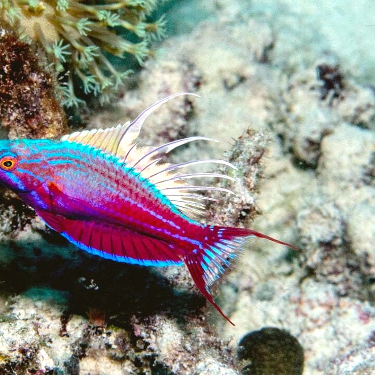 Blue Flasher Wrasse (*Paracheilinus cyaneus*)