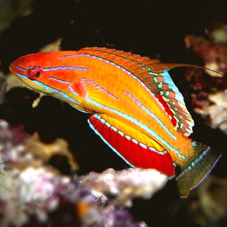 Carpenter’s Flasher Wrasse (*Paracheilinus carpenteri*)