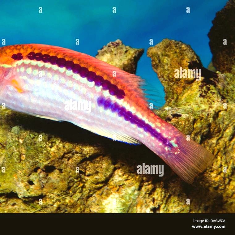 Lubbock’s Wrasse (*Cirrhilabrus lubbocki*)