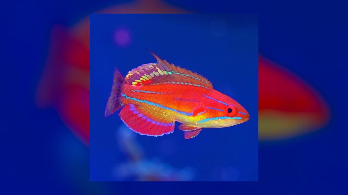 Top 10 Reef-Safe Wrasse Species for Aquariums in 2027 — figure 1
