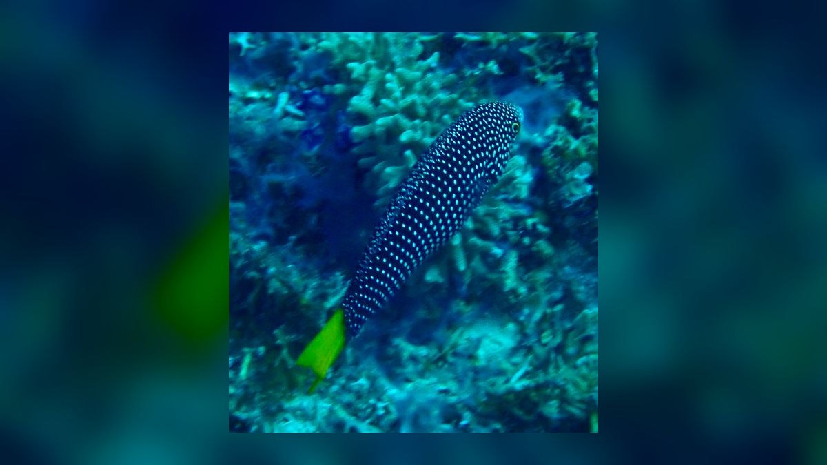 Top 10 Reef-Safe Wrasse Species for Aquariums in 2027 — figure 10