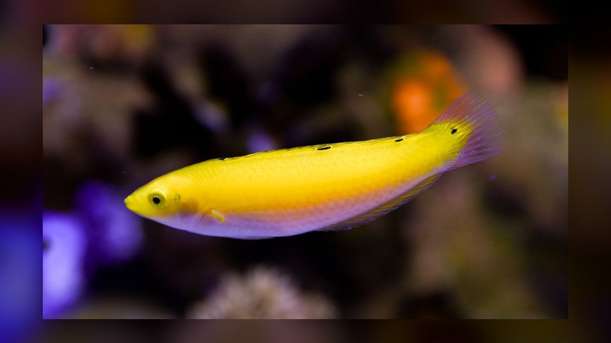 Top 10 Reef-Safe Wrasse Species for Aquariums in 2027 — figure 2