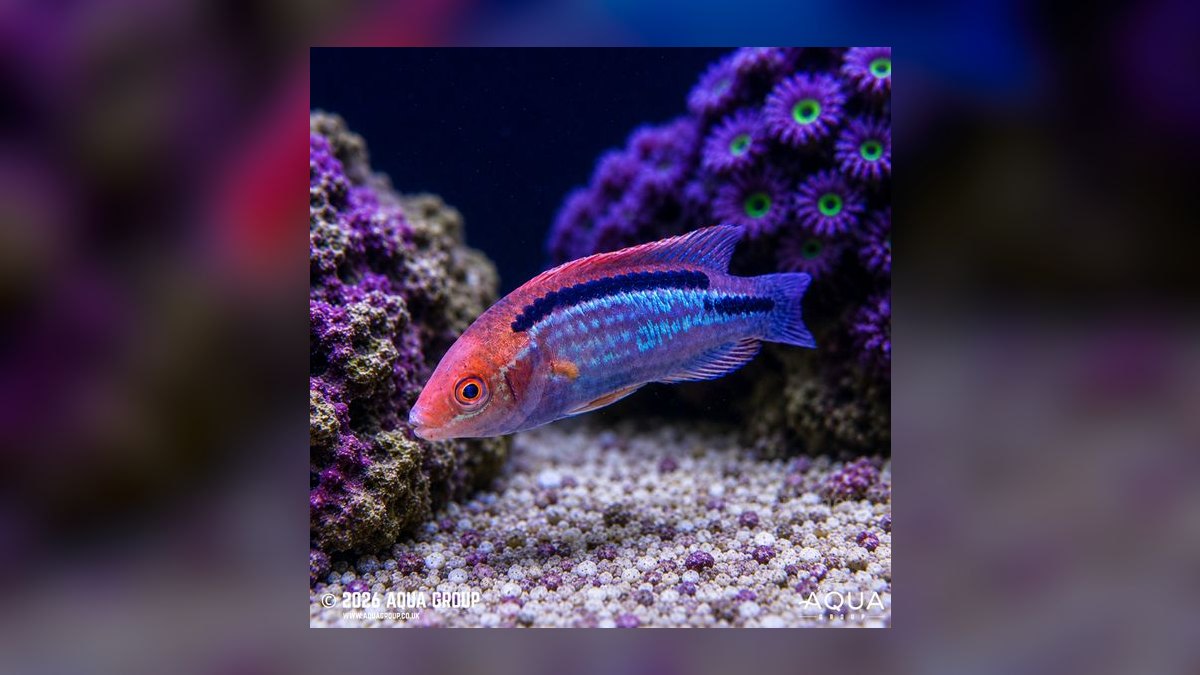 Top 10 Reef-Safe Wrasse Species for Aquariums in 2027 — figure 5