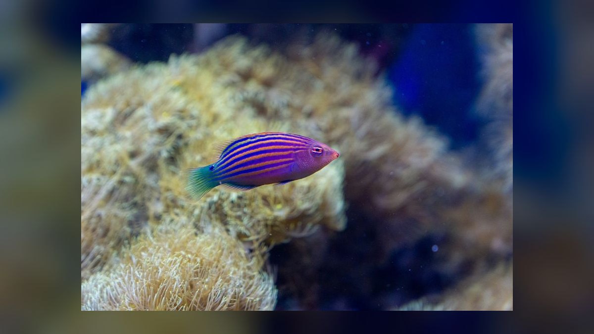 Top 10 Reef-Safe Wrasse Species for Aquariums in 2027 — figure 6