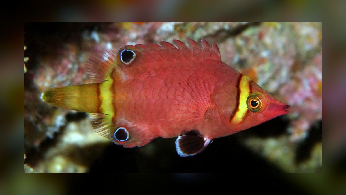 Top 10 Reef-Safe Wrasse Species for Aquariums in 2027 — figure 7