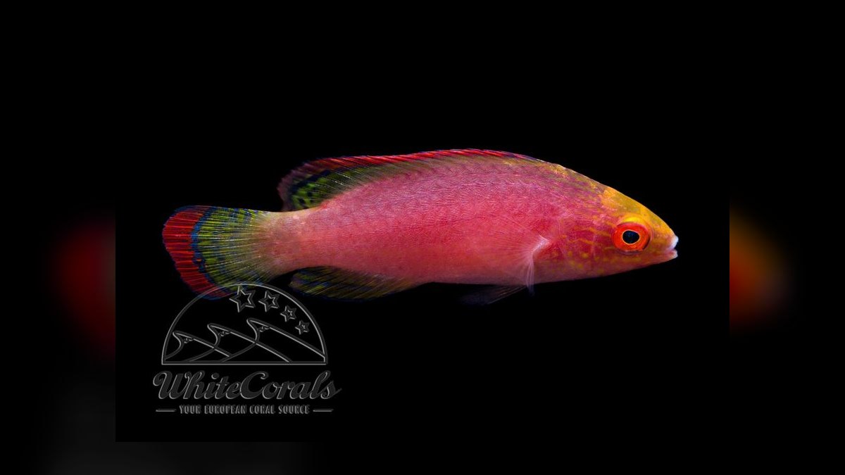 Top 10 Reef-Safe Wrasse Species for Aquariums in 2027 — figure 8