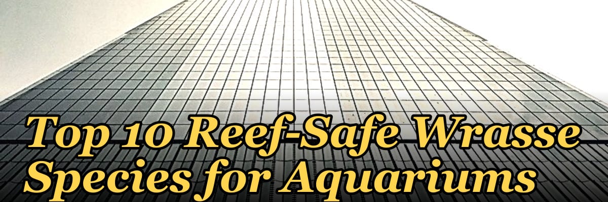 Top 10 Reef-Safe Wrasse Species for Aquariums