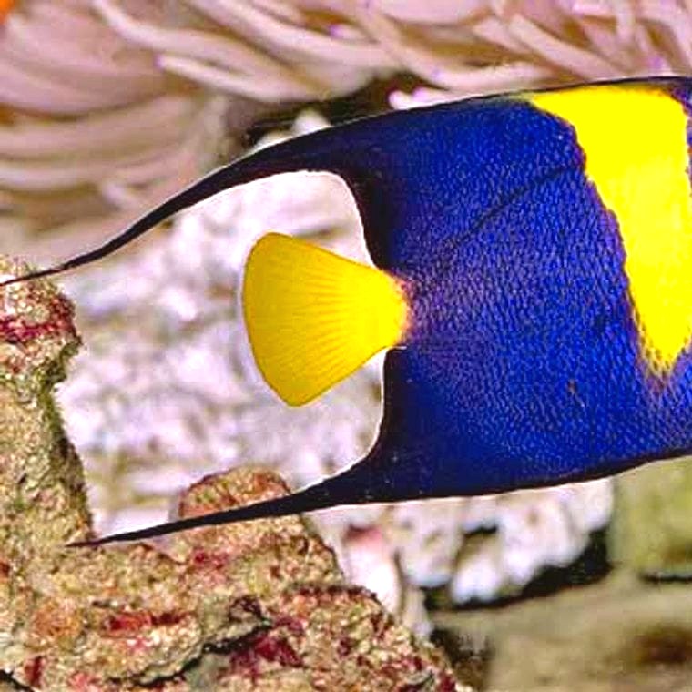 Asfur Angelfish