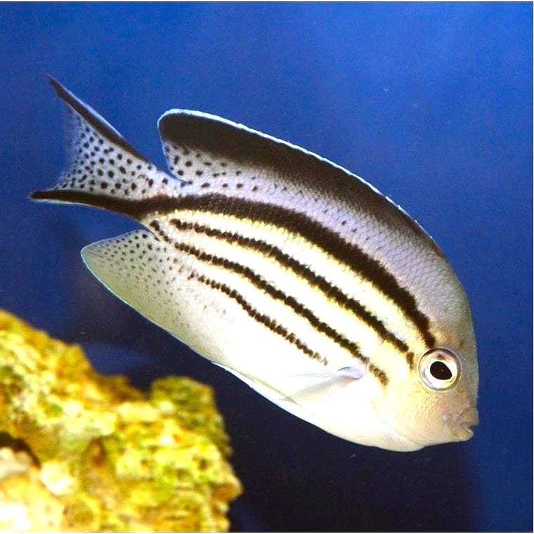 Lamarck's Angelfish