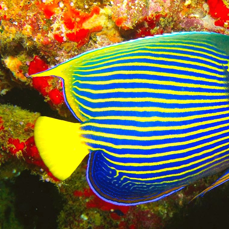 Emperor Angelfish
