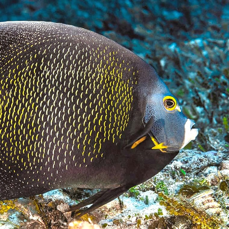 French angelfish