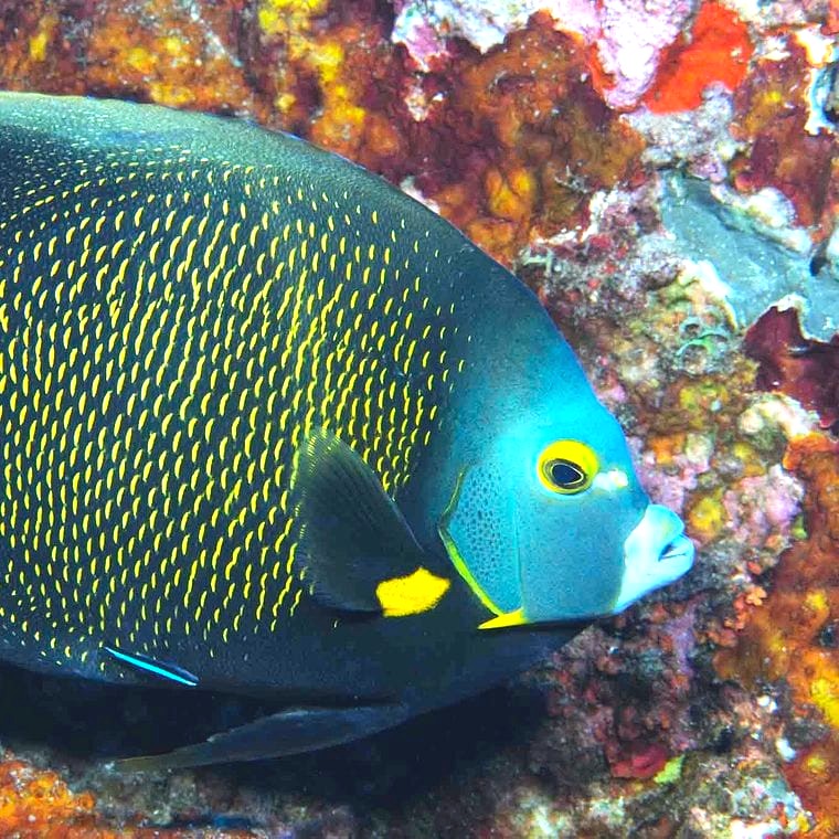 French Angelfish