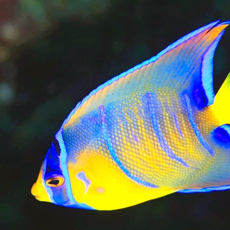 Queen Angelfish