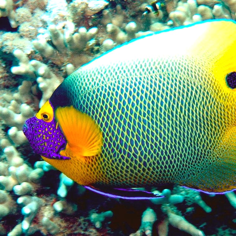Blueface Angelfish