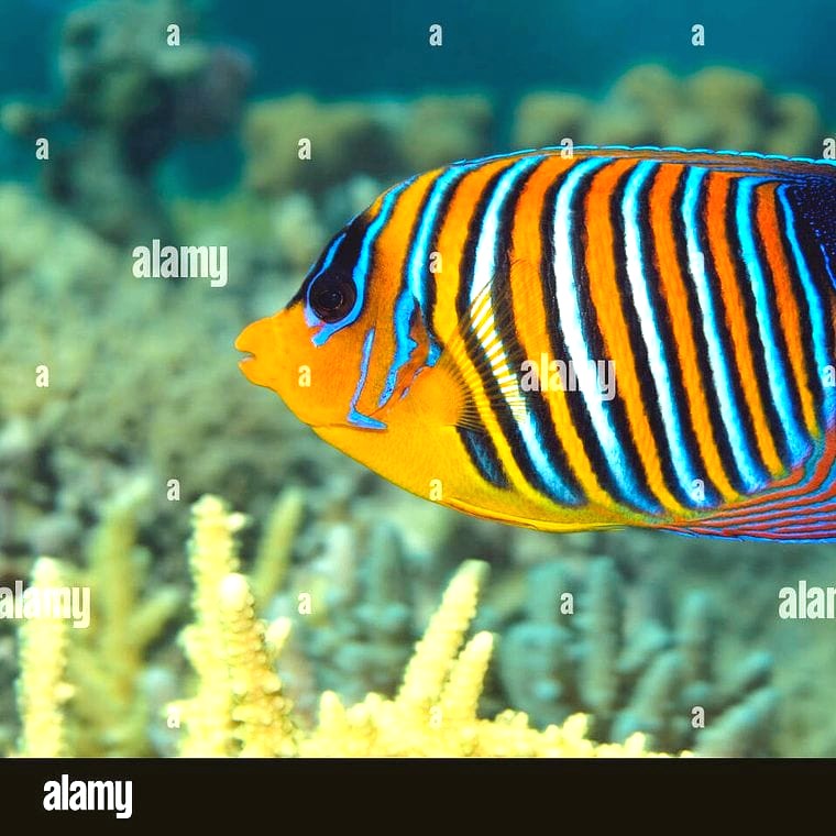 Regal Angelfish