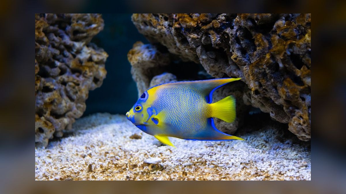Top 10 Saltwater Angelfish for Large Reef Tanks in 2027 — figure 1