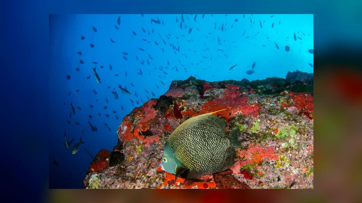 Top 10 Saltwater Angelfish for Large Reef Tanks in 2027 — figure 2