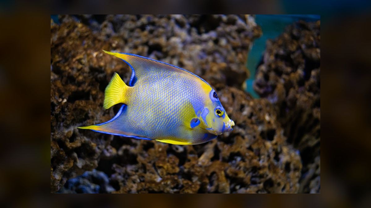 Top 10 Saltwater Angelfish for Large Reef Tanks in 2027 — figure 3