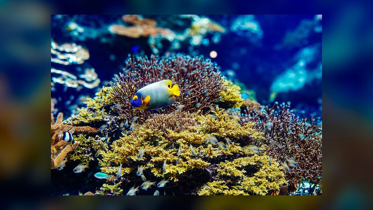 Top 10 Saltwater Angelfish for Large Reef Tanks in 2027 — figure 4