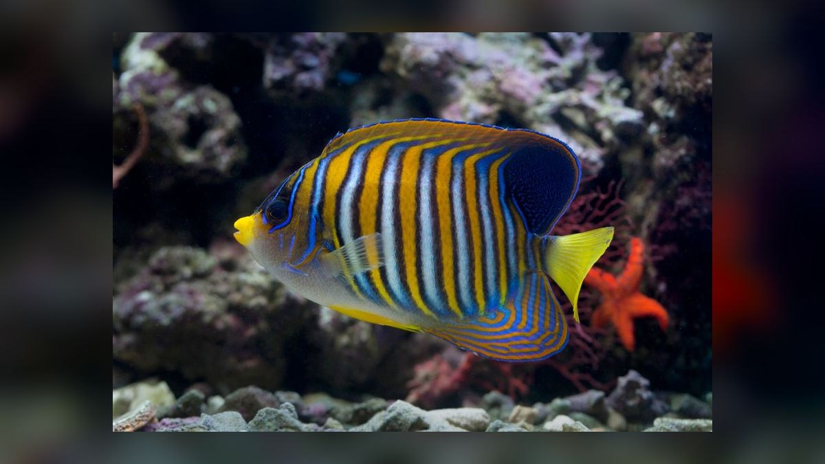 Top 10 Saltwater Angelfish for Large Reef Tanks in 2027 — figure 5
