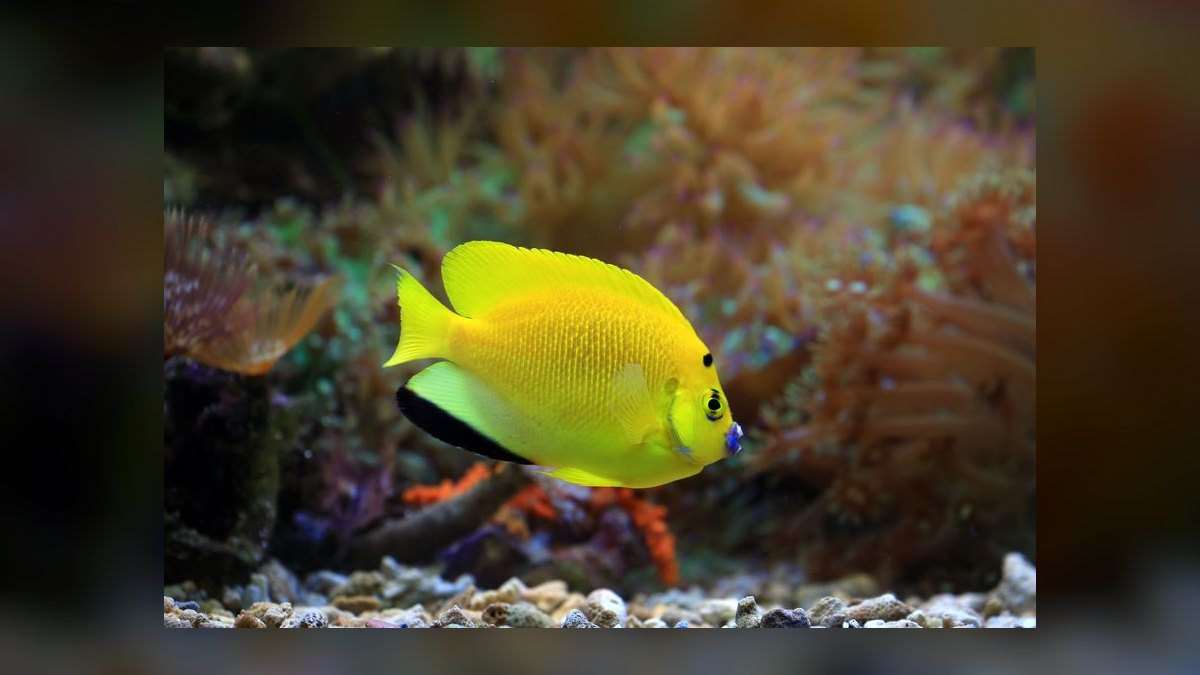 Top 10 Saltwater Angelfish for Large Reef Tanks in 2027 — figure 6