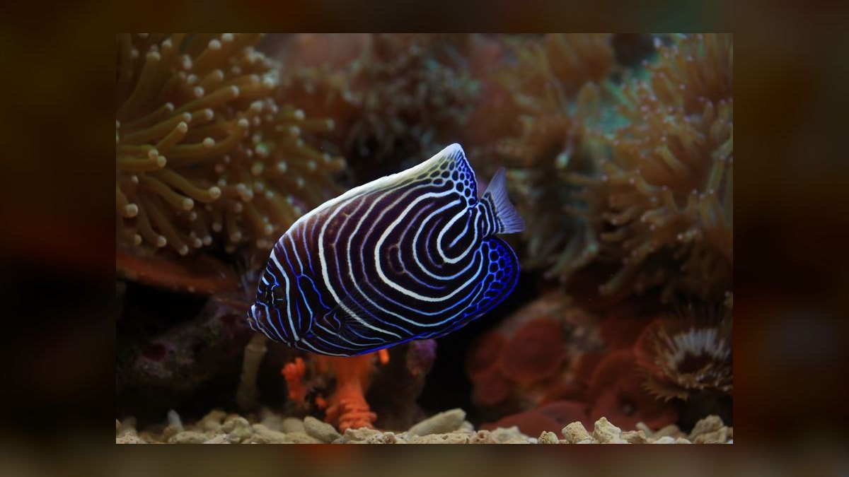 Top 10 Saltwater Angelfish for Large Reef Tanks in 2027 — figure 7