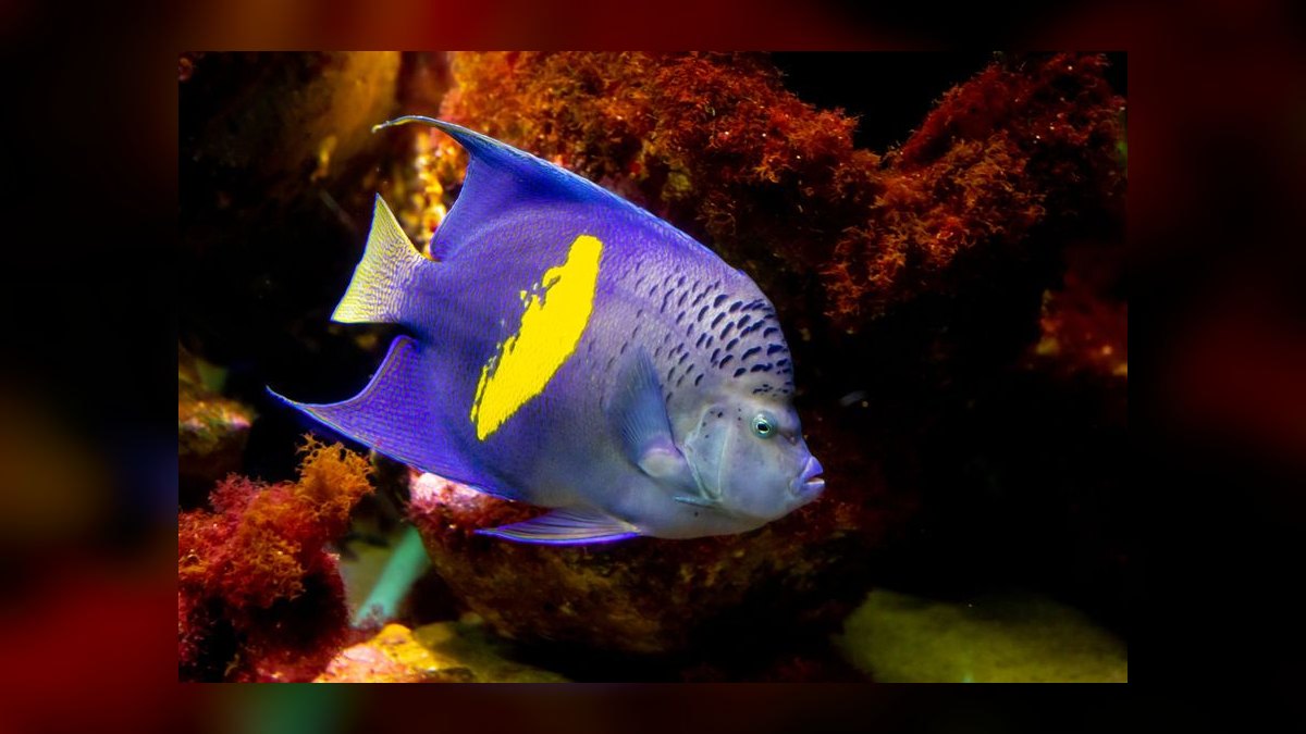Top 10 Saltwater Angelfish for Large Reef Tanks in 2027 — figure 8