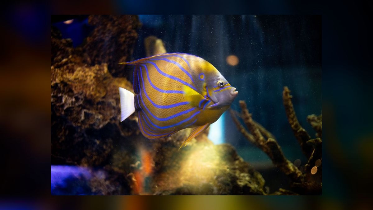 Top 10 Saltwater Angelfish for Large Reef Tanks in 2027 — figure 9