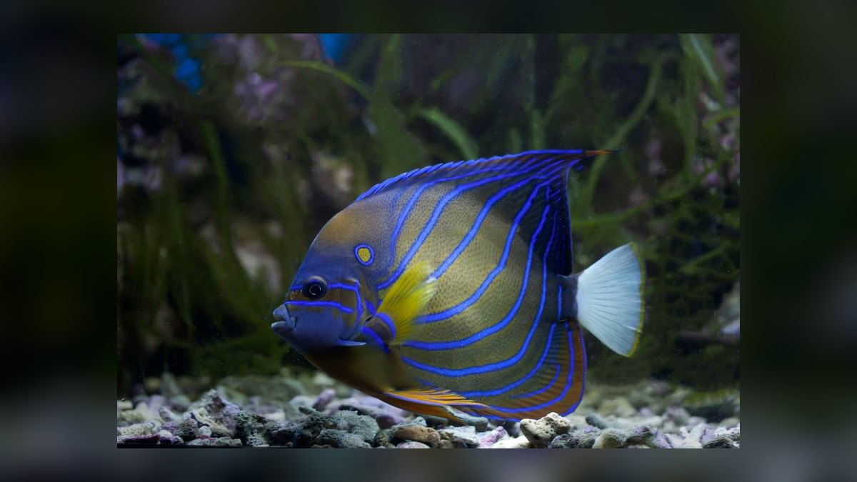 Top 10 Saltwater Angelfish for Large Reef Tanks in 2027