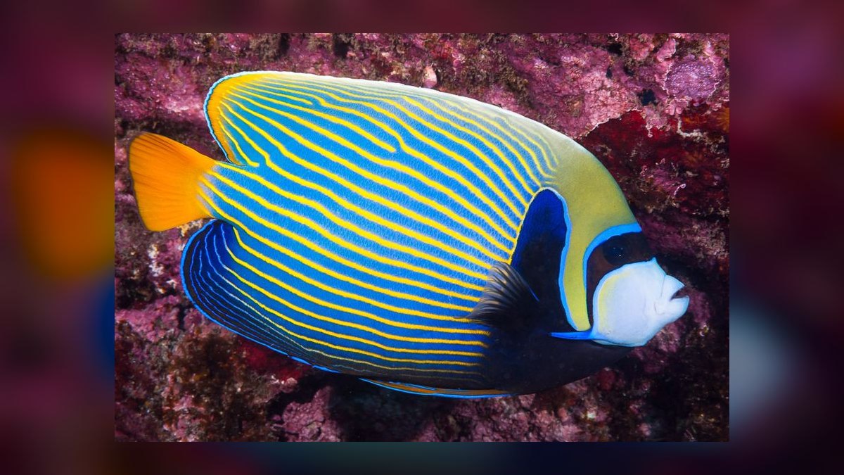 Top 10 Saltwater Angelfish for Large Reef Tanks in 2027