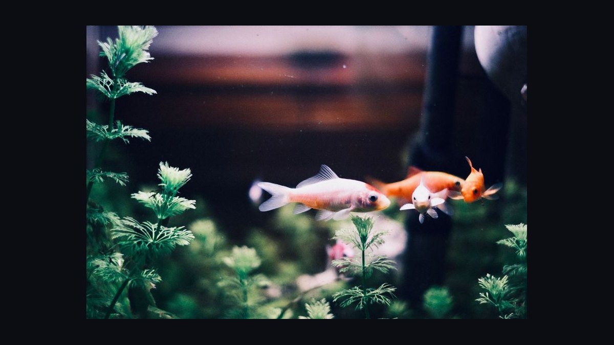 How do you keep aquarium plants from melting after planting — figure 2