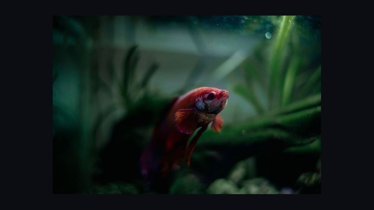 How do you keep aquarium plants from melting after planting — figure 3