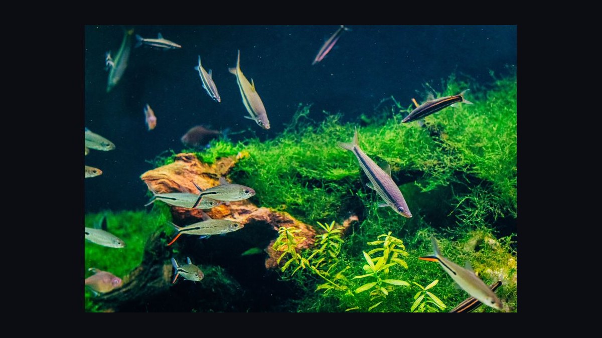 How do you keep aquarium plants from melting after planting — figure 4