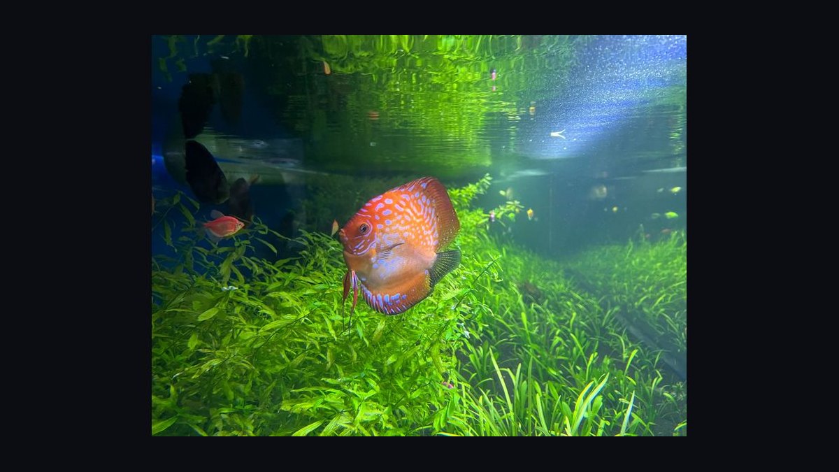 How do you keep aquarium plants from melting after planting — figure 6