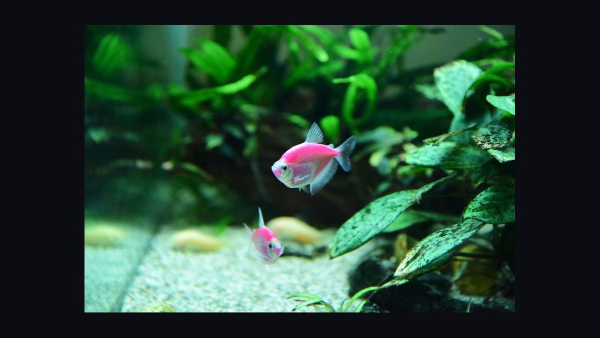 How do you keep aquarium plants from melting after planting — figure 7