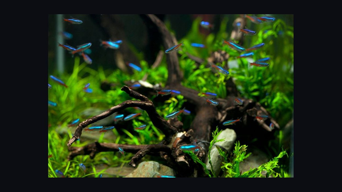 How do you keep aquarium plants from melting after planting — figure 8