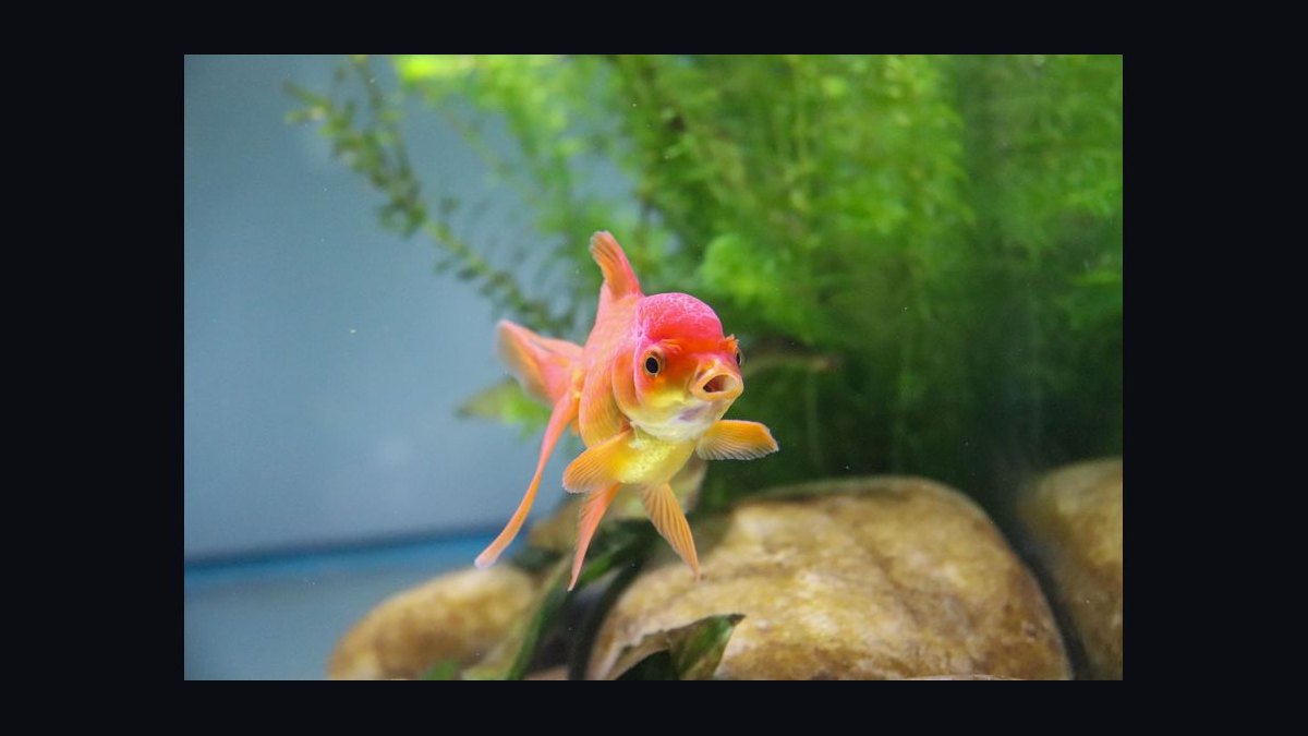 How do you keep aquarium plants from melting after planting — figure 9
