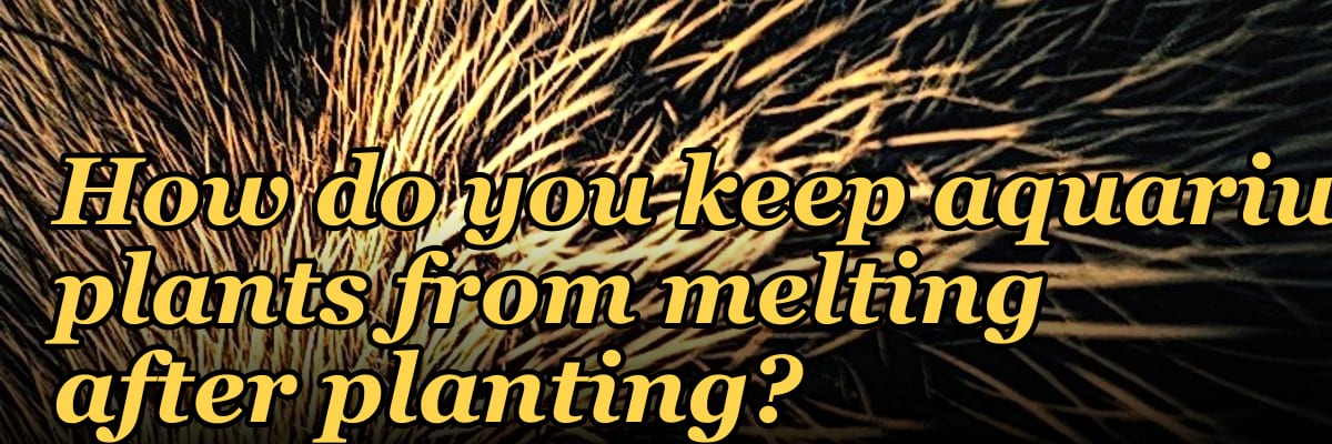 How do you keep aquarium plants from melting after planting?