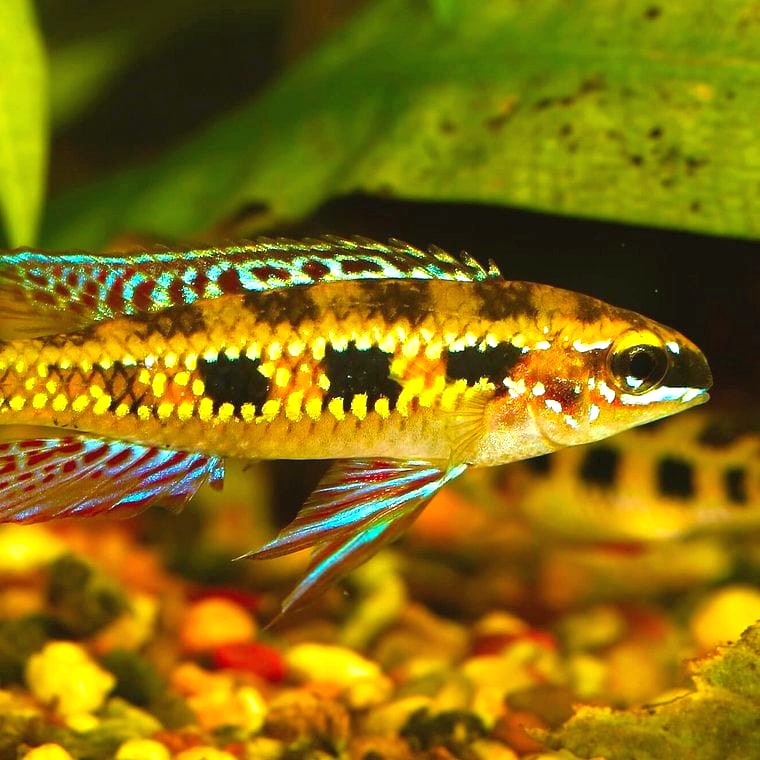 Dicrossus filamentosus
