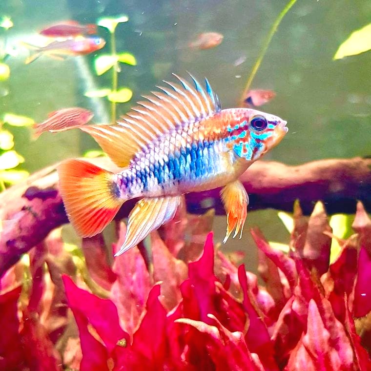Apistogramma macmasteri
