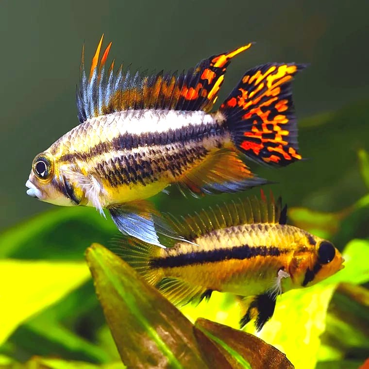 Apistogramma cacatuoides