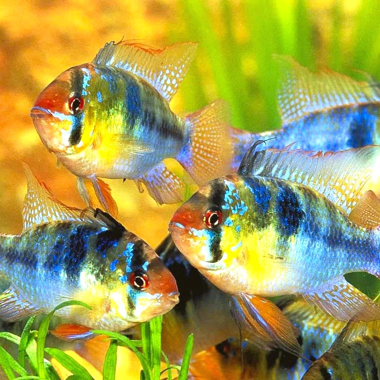 Mikrogeophagus ramirezi German blue ram