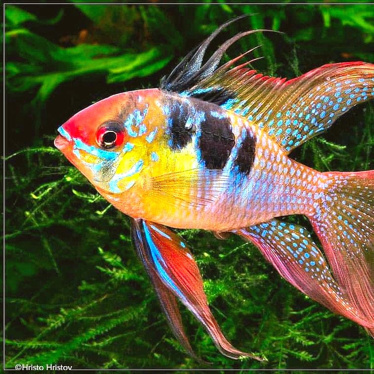 Mikrogeophagus ramirezi