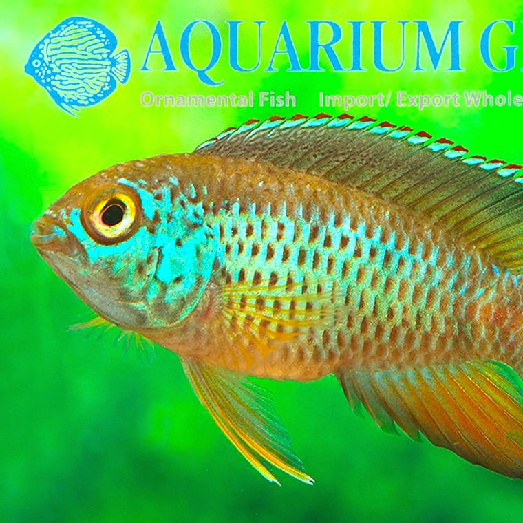 Nannacara anomala