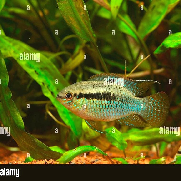 Laetacara curviceps