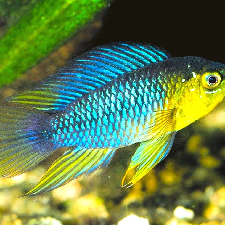 Apistogramma borellii
