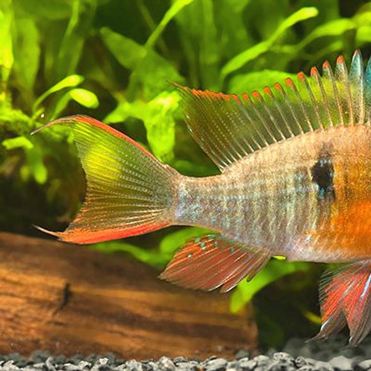 Mikrogeophagus altispinosus